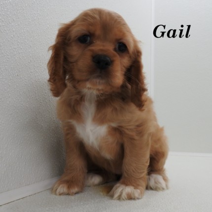puppy, for, sale, Cocker Spaniel, Joe & Cherri  Overlease, dog, breeder, Miller, MO, dog-breeder, puppy-for-sale, forsale, nearby, find, puppyfind, locator, puppylocator, aca